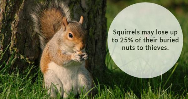 A squirrel sitting in the grass next to a tree.