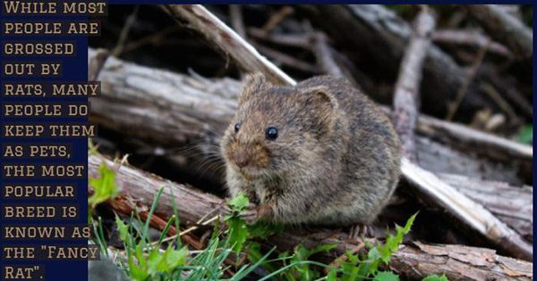 A small animal sitting on top of some grass.