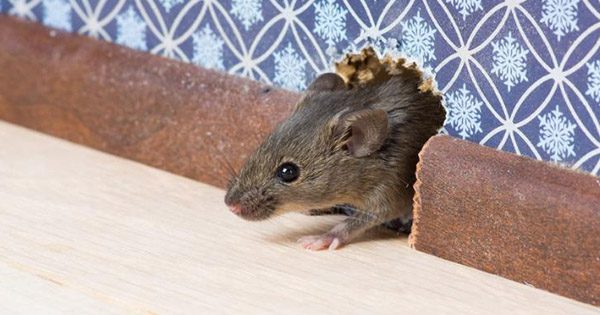 A mouse is sitting on the floor near a wall.