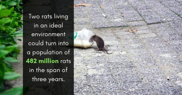 A rat is sitting on the ground near some trash.