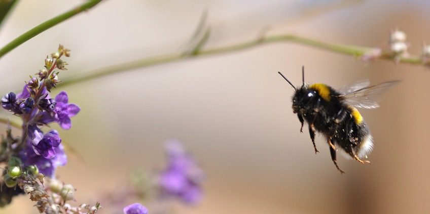 A bee flying over purple flowers in the sun.