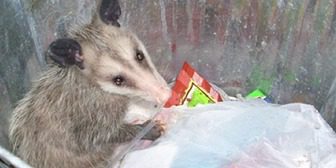 A possum is eating some food on the ground.