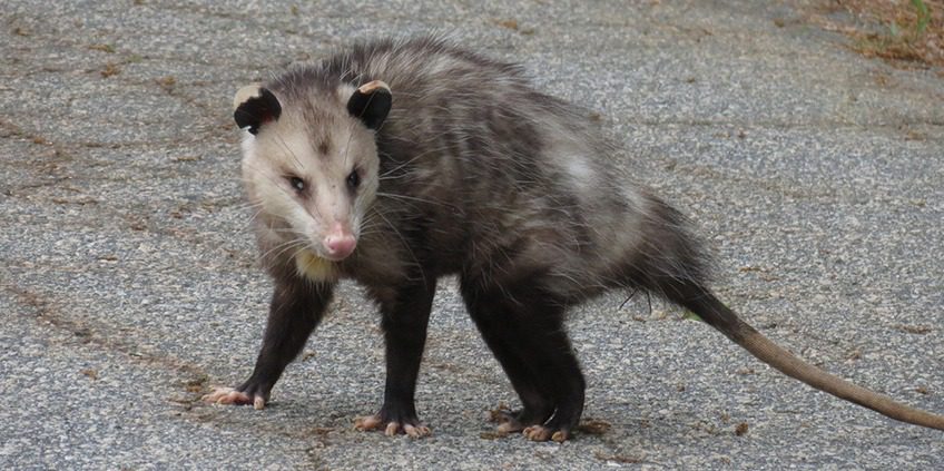 A small animal is walking on the street.