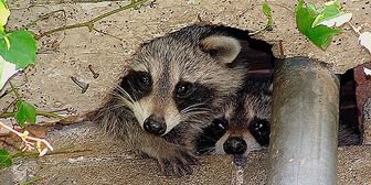 Two raccoons are sitting on the ground.