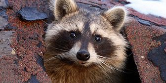 A close up of a raccoon 's face on the ground.