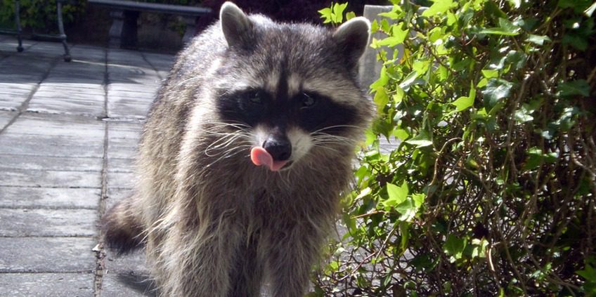 A raccoon with its tongue hanging out.