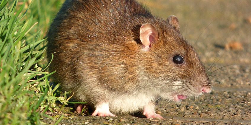 A rat is standing on the ground with its mouth open.