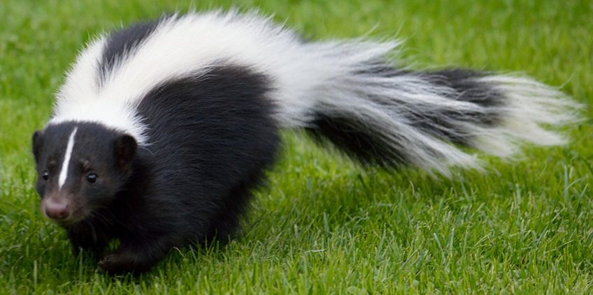 A black and white skunk is standing in the grass.