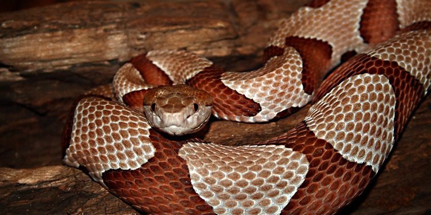 A close up of a snake with its head down