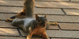 A squirrel is laying on the ground outside