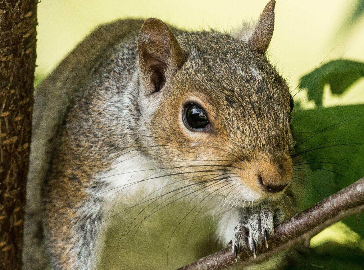 Collin County Squirrel Removal