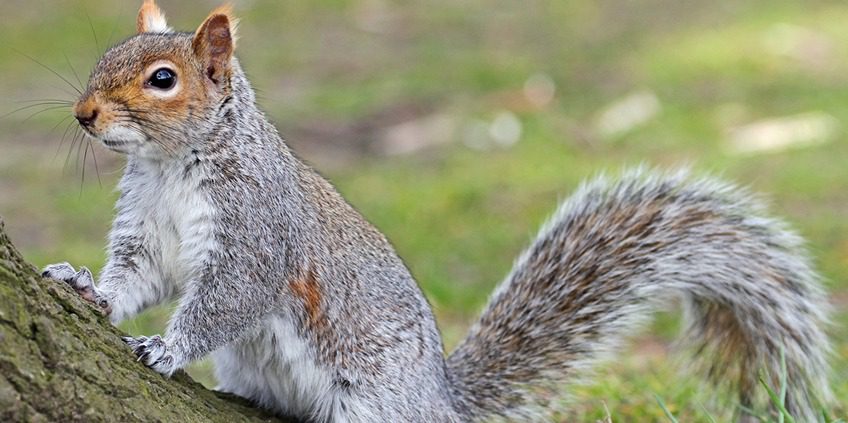 A squirrel is sitting on the ground in the grass.