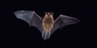 A bat flying in the dark at night.