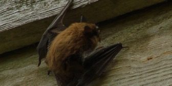 A bat is sitting on the side of a building.