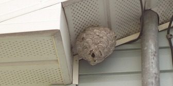 A bee hive sitting on top of the ceiling.