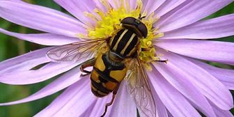 A bee is sitting on the flower of a purple aster.