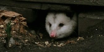 A white and black animal is in the dirt