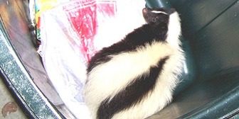 A black and white striped cat is sitting on the floor.