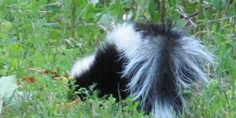 A skunk is standing in the grass near some bushes.