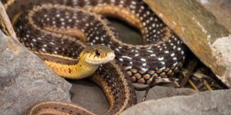 A close up of a snake on the ground