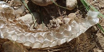 A close up of the skin on a snake