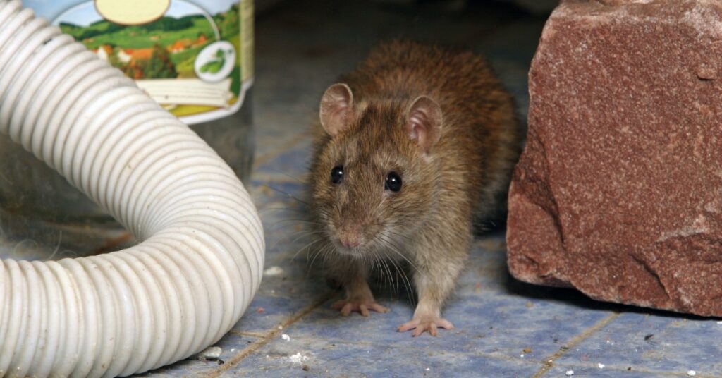 A small mouse standing next to a tube and a rock. The mouse is on a tiled surface and there is a jar in the background.