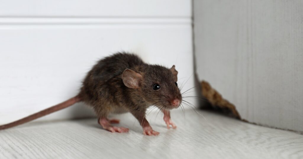 A rat standing on four legs in a corner. The walls behind the rat are white, and there is a chewed hole in one of the walls.