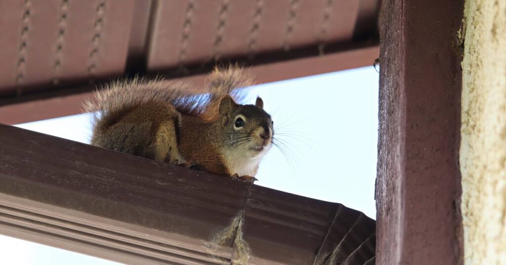 A squirrel resting on a rain gutter pipe. The pipe is under an awning and there is a blue sky in the background.