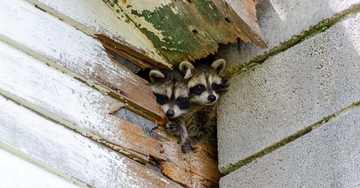 Two small raccoons peak their head out of a corner of a home that has a hold in the white wooden siding.