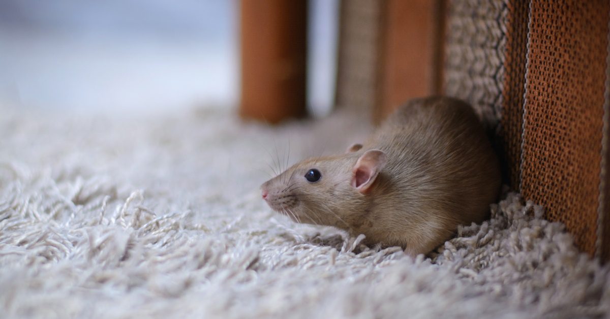 A small brown rat stands on a white carpet with their back against a piece of brown upholstered furniture.