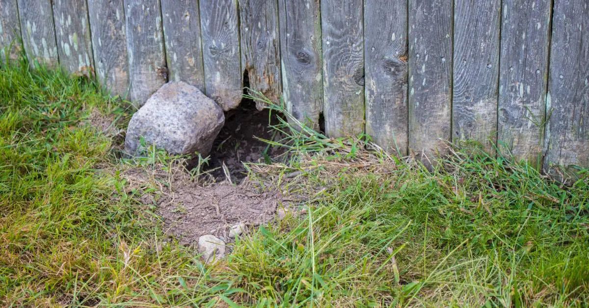 At the bottom of a wooden fence, there's a hole dug under with some parts of the fence worn down too.