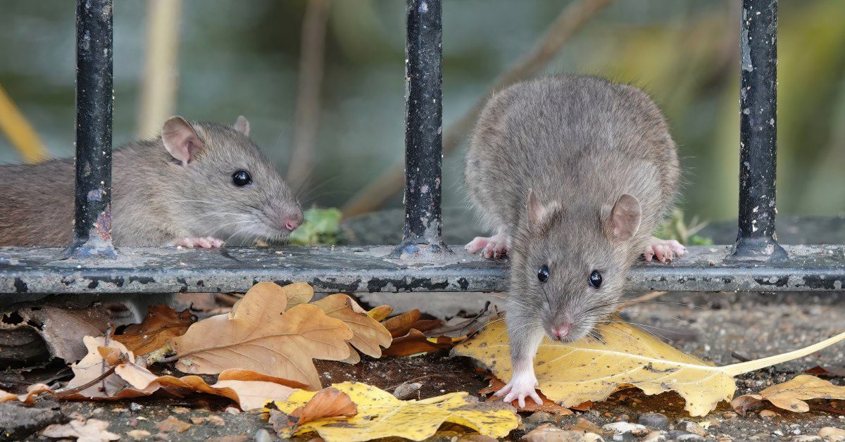 Two rats climbing through the railings of a park fence. Fallen leaves and a small puddle of water rest underneath the rats.