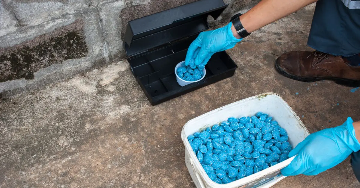 A professional rodent exterminator wearing blue gloves and replacing rat poision in an outdoor trap box.