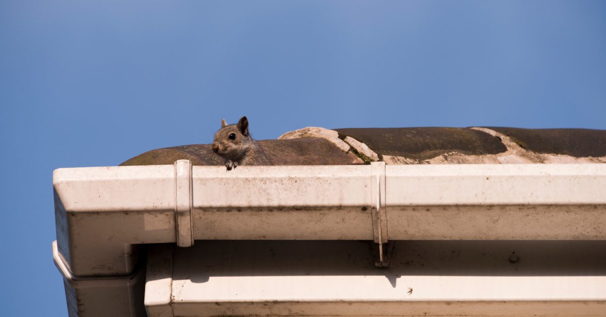 A wild squirrel climbing around the roof-top gutter system of a residential home—against a blue sky background.