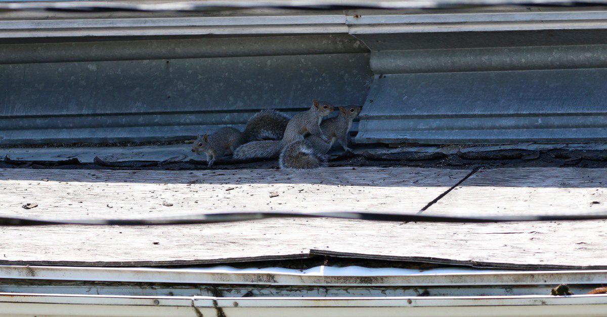 Squirrels investigating a gap in the roof of a residential home, signifying the potential of an attic rodent infestation.