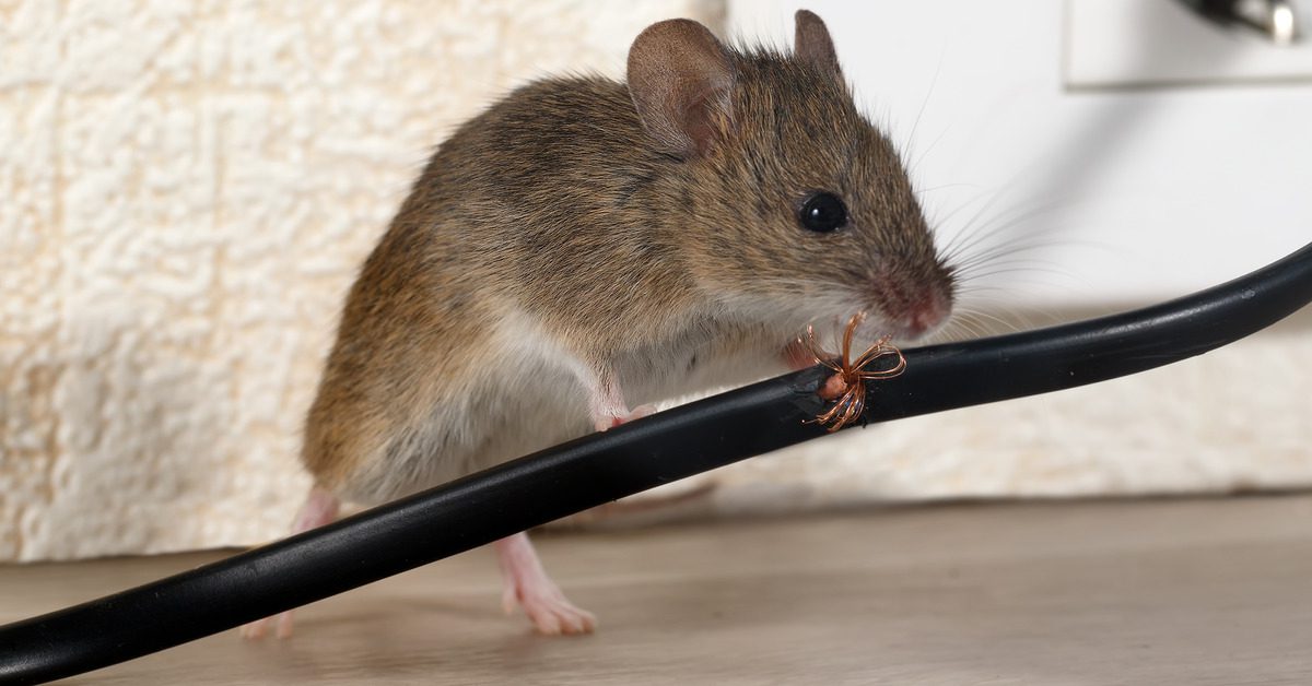 legacyrodentcontrol-360605-mouse-chewing-wire-blogbanner1 A small mouse gnaws on a wire plugged into a wall outlet, causing damage to the wire jacket and exposing the copper wiring.