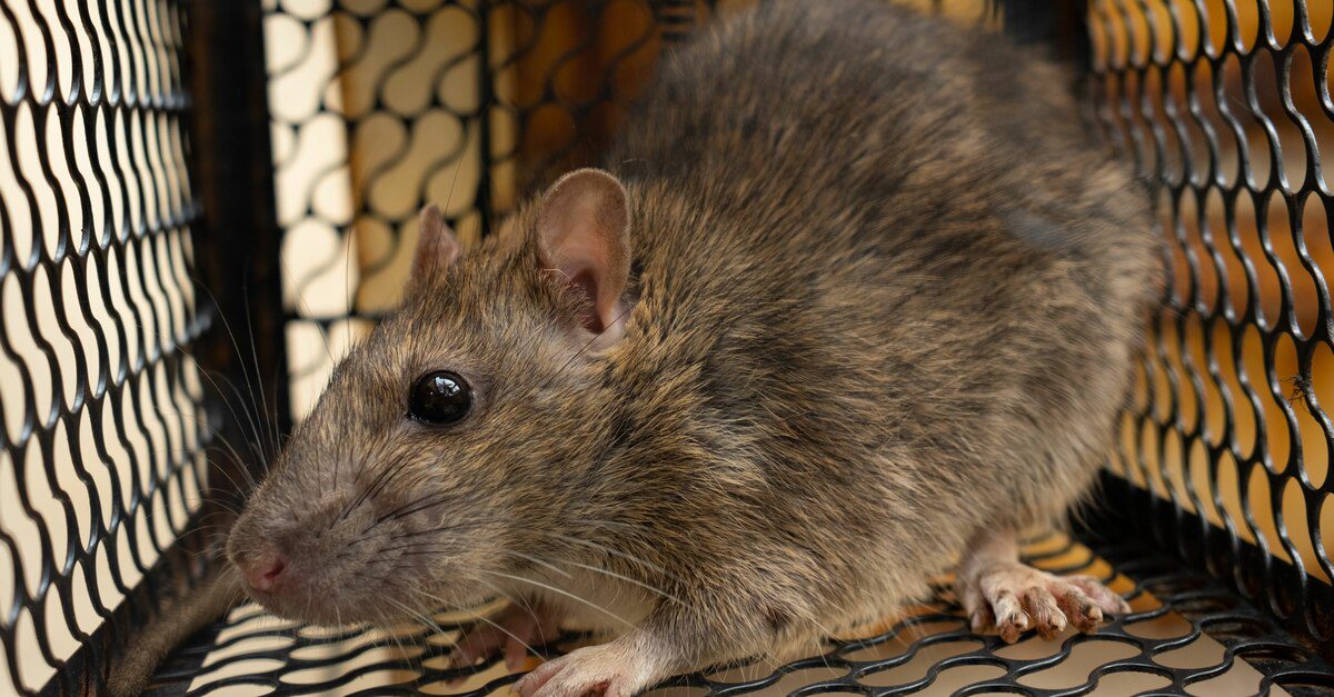 A close-up of a small brown rat trapped on all sides by a wire rodent cage against a blurred background.