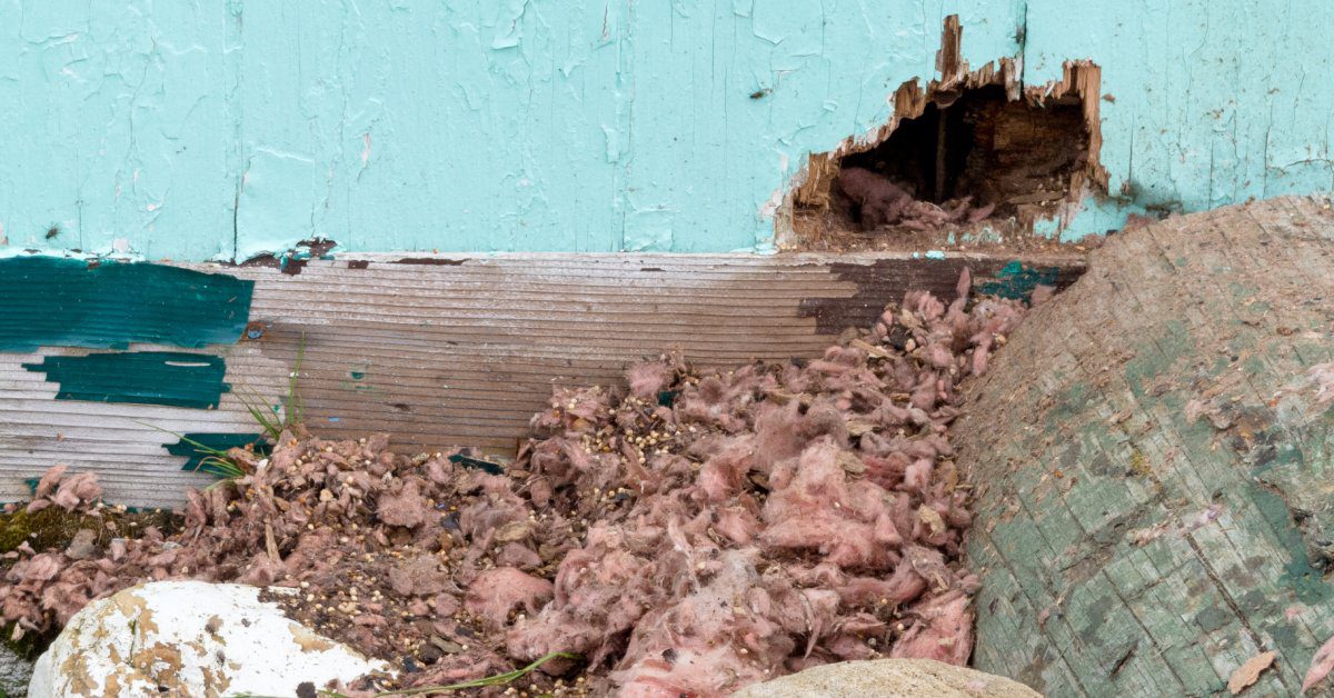 The exterior of a blue home, with a focus on a wall opening, showing signs of damage from a recent rodent infestation.