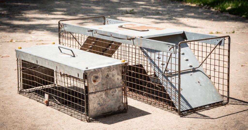 One small and medium-sized rodent trap—used for capturing raccoons and squirrels—placed next to one another.