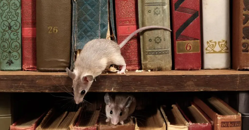 Two small mice exploring the old, book-filled shelves of a home library.