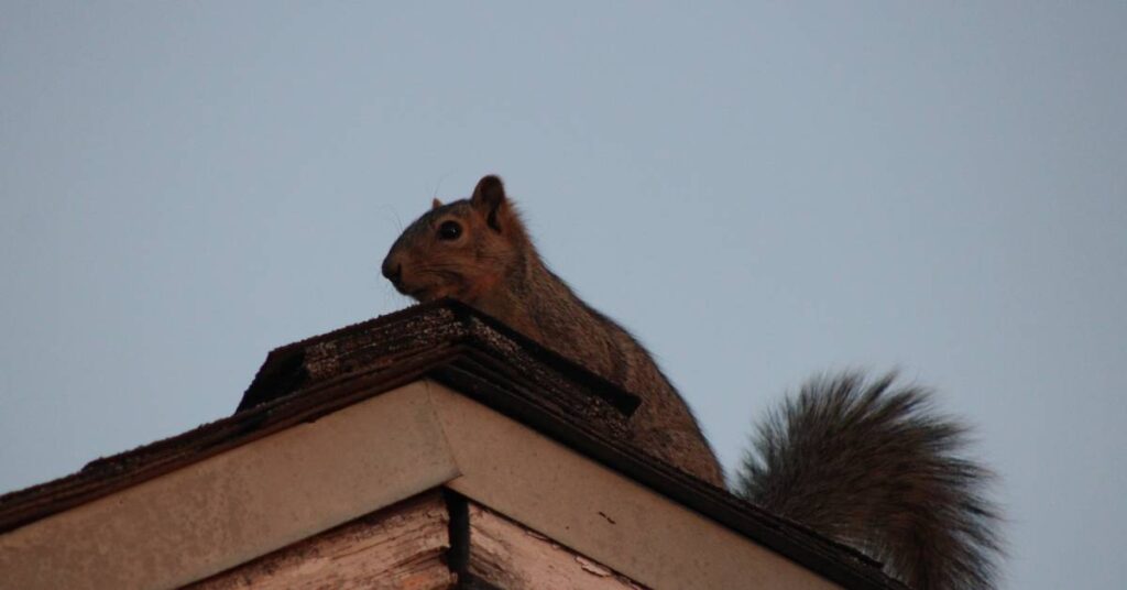 A brown squirrel with a fluffy tail is perched on top of the peak of a residential roof just before dawn.