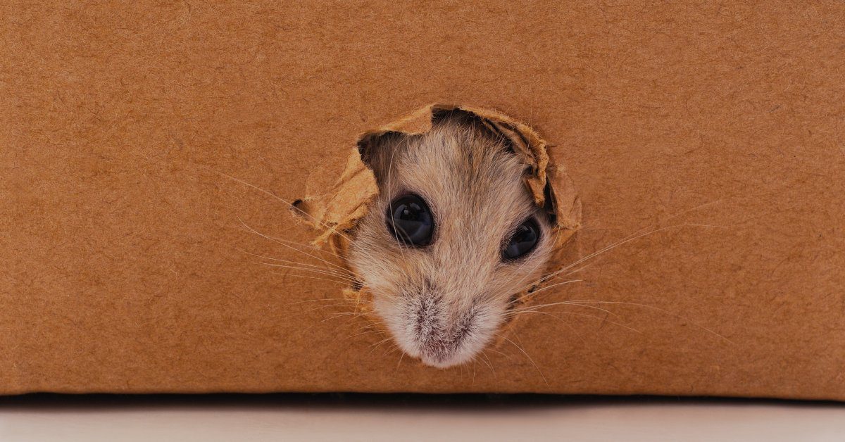 legacyrodentcontrol-360617-rodent-traps-professional-image-b1 A small rodent peering its face out of a tiny hole—the resulting damage from a rodent infestation—from the wall.