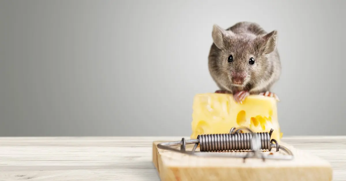 A plump rodent standing on a large piece of Swiss cheese that is acting as the bait for a classic wooden mouse trap.