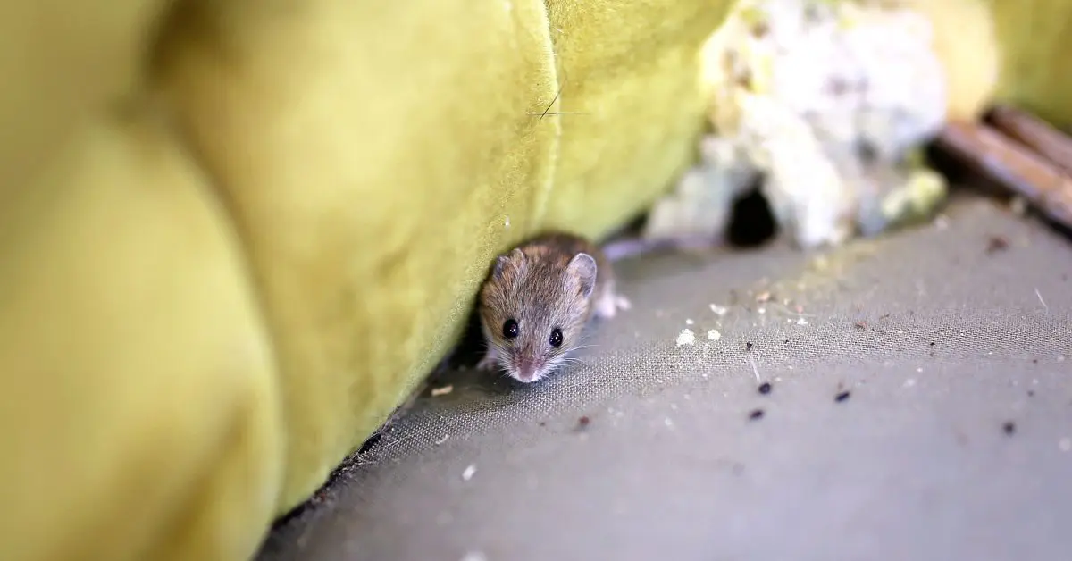 A small brown mouse peaking out from the cushion of an old house chair—the rodent’s newest nesting spot.