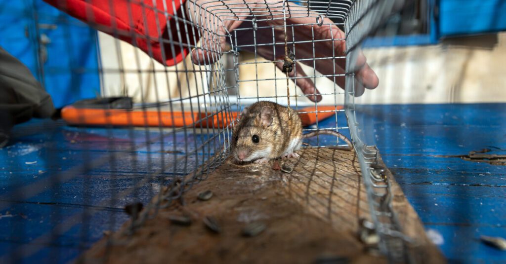 A close-up of a rat trapped in a metal cage and being lifted by the hand of a professional rodent control individual.