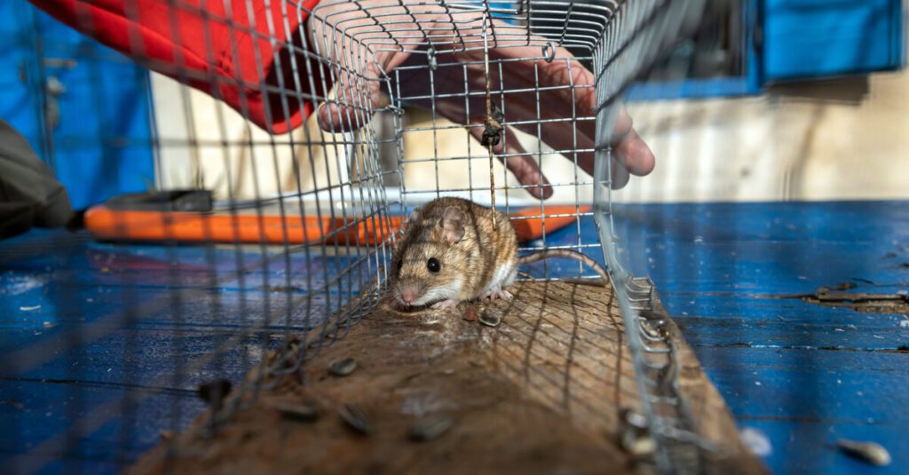 A rodent control professional lifting a metal wire cage that contains a small brown mouse and removing it from the home.