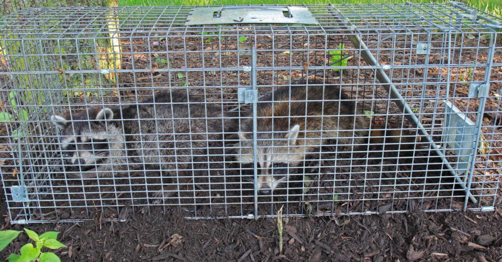 Two large and wild raccoons trapped in a metal wire care with a closed trap door—an example of animal control.