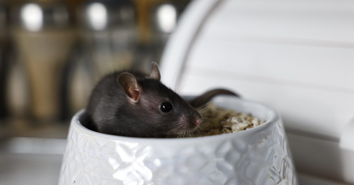 A small black rodent sitting inside of a container full of nuts, indicating a larger rodent infestation problem.