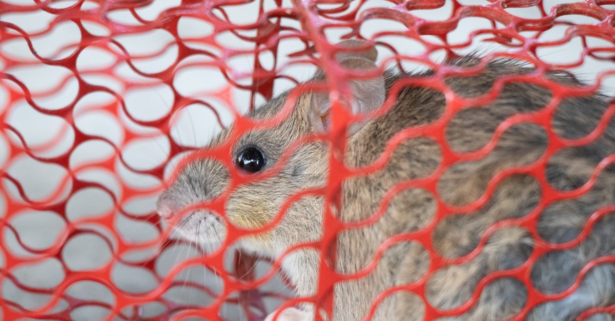 A plump rodent trapped inside of a red metal cage wire trap, waiting to be removed from the site of the infestation.