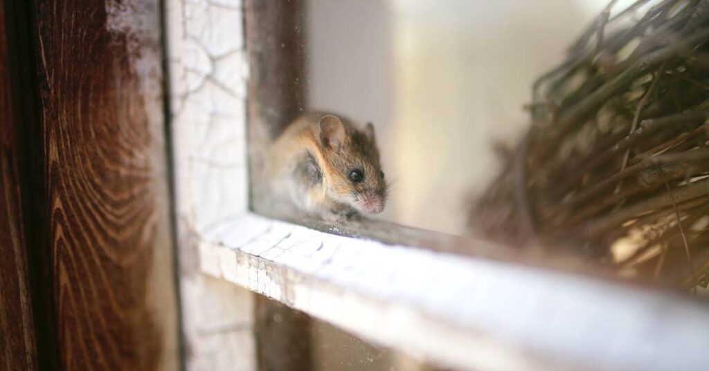 A small gray house mouse hiding in the window pane of an older home window, indicating a possible infestation.